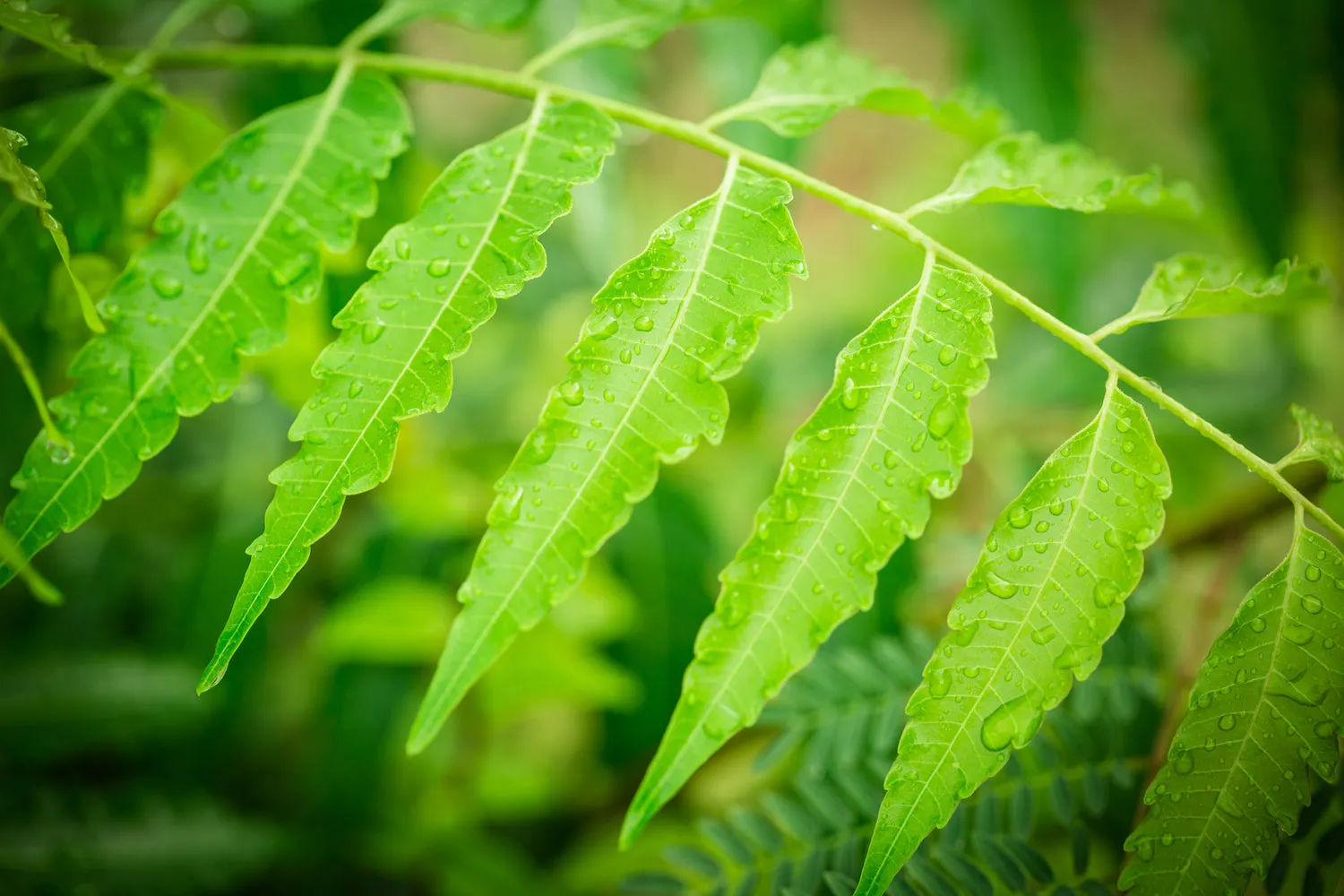 Organic Neem Leaf Powder For Hair